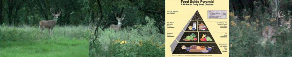 grassland food web. Temperate Grassland Food Web